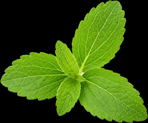 Stevia